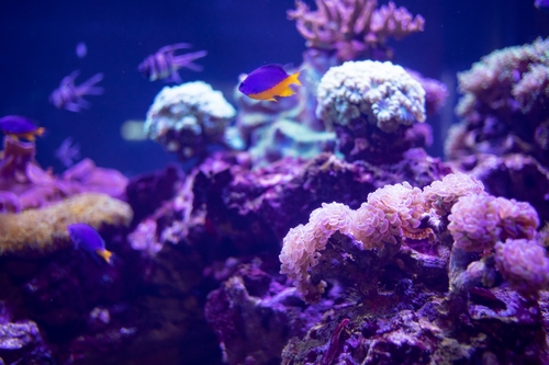 Хамдан бен Мохаммед открывает знаковую инициативу устойчивого развития Дубайского рифа запуском пилотных модулей