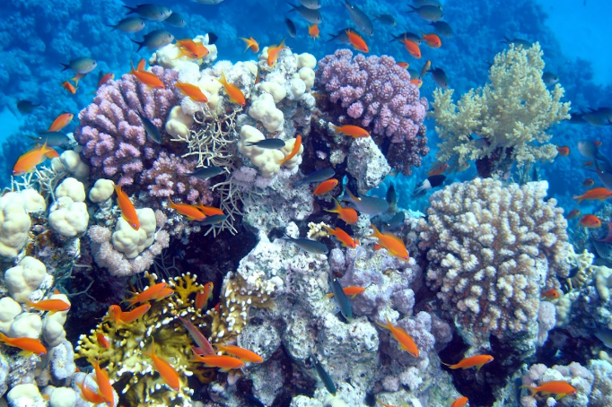 В ОАЭ начнут выращивать 4 миллиона кораллов у атомной станции Барака
